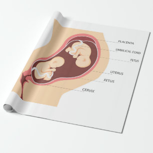 Papier Cadeau Grossesse jumelle dizygotique