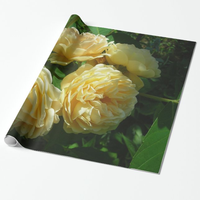 Papier Cadeau Groupe de roses jaunes (Déroulé)