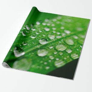 Papier Cadeau Herbe verte à feuilles d'eau
