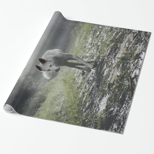 Papier Cadeau Husky Sibérien Blanc (Déroulé)