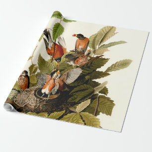 Papier Cadeau Illustration Audubon American Robin Wildlife Bird