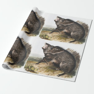 Papier Cadeau Illustration de Dycoteles torquatus de Peccaire à