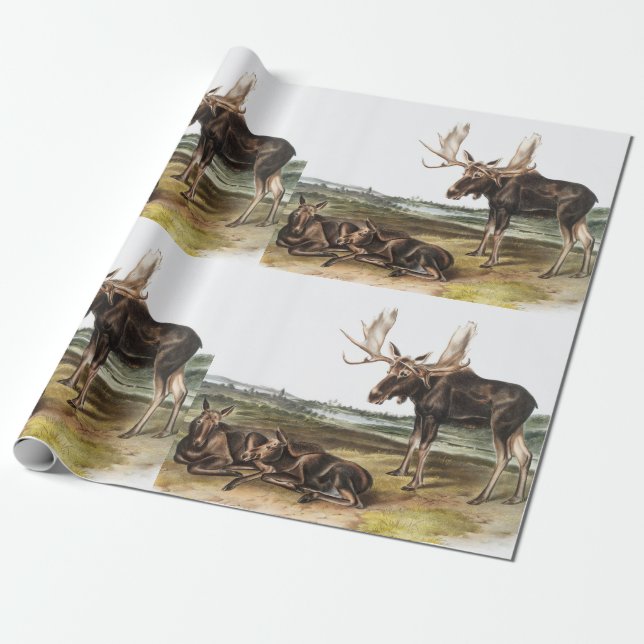 Papier Cadeau Illustration de Moose Deer (Servus alces) (Déroulé)