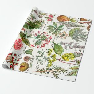 Papier Cadeau Illustrations botaniques