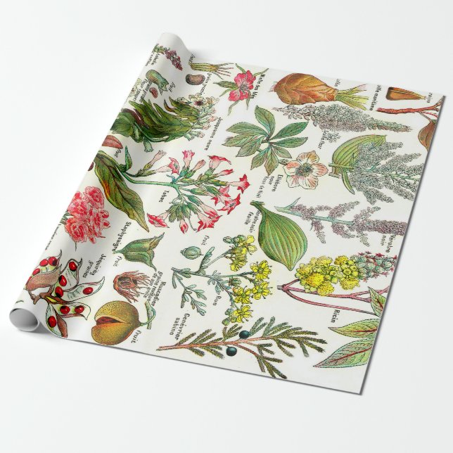 Papier Cadeau Illustrations botaniques (Déroulé)