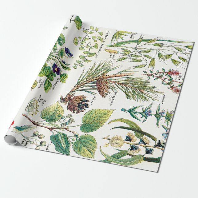 Papier Cadeau Illustrations botaniques (Déroulé)