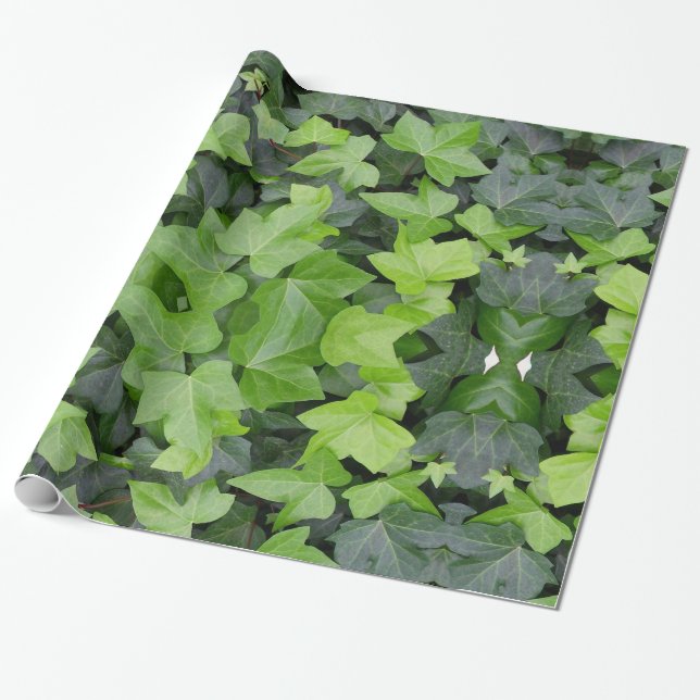 Papier Cadeau Impression botanique verte Ivy (Déroulé)