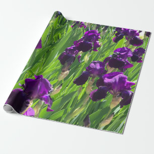 Papier Cadeau Iris pourpre