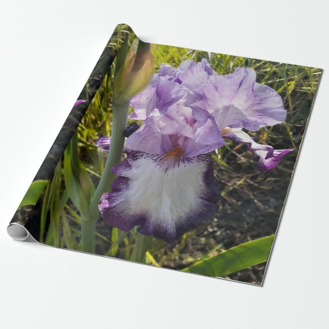 Papier Cadeau Iris violet iris fleurs Lavender Lilac Learé (Déroulé)