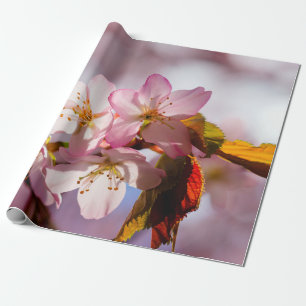 Papier Cadeau Jeu De Lumière Et D'Ombre Sur Les Pétales Sakura