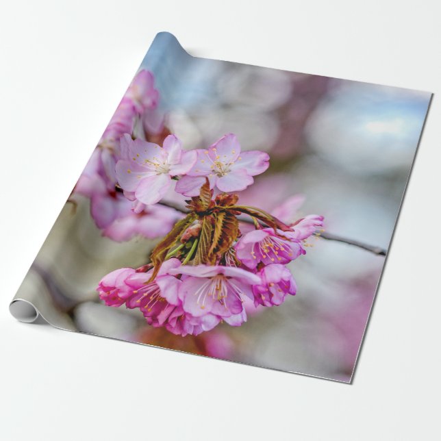 Papier Cadeau La Beauté Muetée De Sakura Fleurit (Déroulé)
