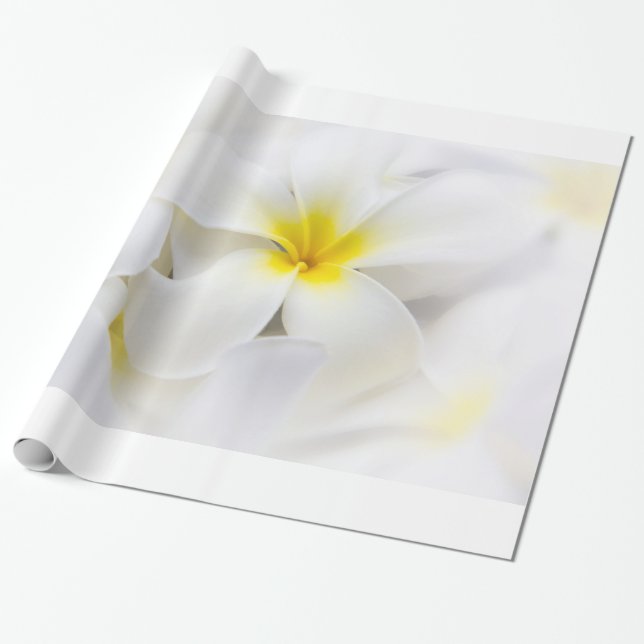 Papier Cadeau La fleur d'Hawaï de Frangipani de Plumeria fleurit (Déroulé)