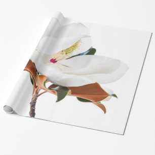 Papier Cadeau La floraison florale des Magnolias blancs aux fleu