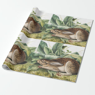 Papier Cadeau Lapin lièvre à queue noire (Lepus negricaudatus)