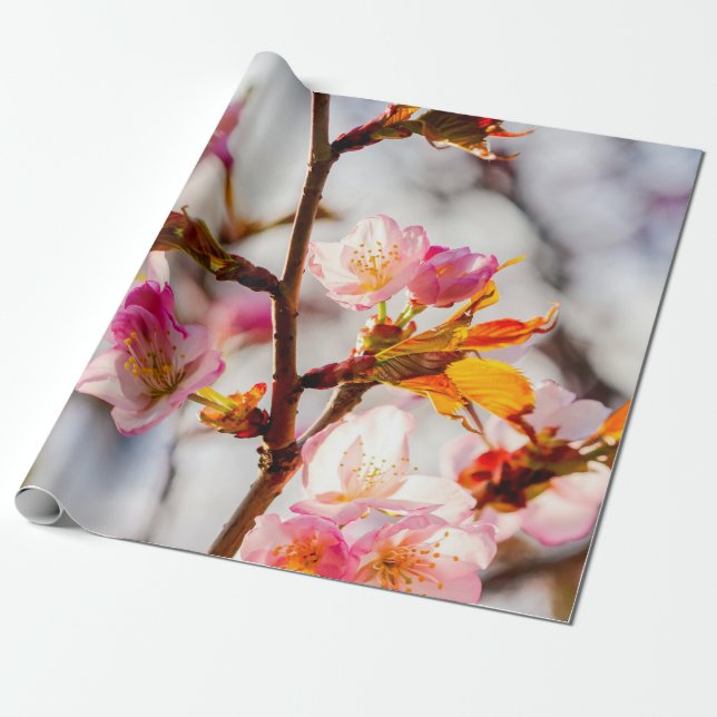 Papier Cadeau L'Art Du Cerisier Fleurit Un Jour Ensoleillé (Déroulé)