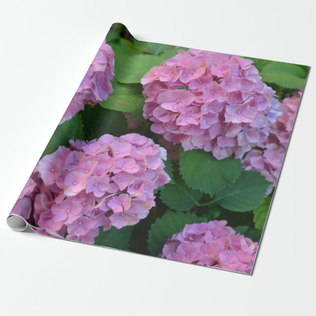 Papier Cadeau Le buisson d'hortensia rose (Déroulé)