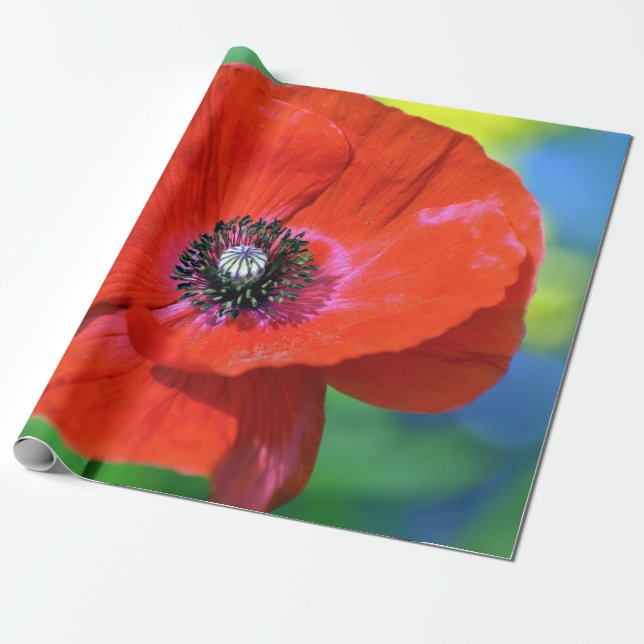 Papier Cadeau Le pavot rouge sous la lumière du soleil (Déroulé)