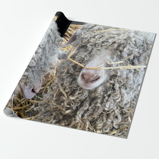 PAPIER CADEAU LES CHÈTES FRAÎCHES (Déroulé)
