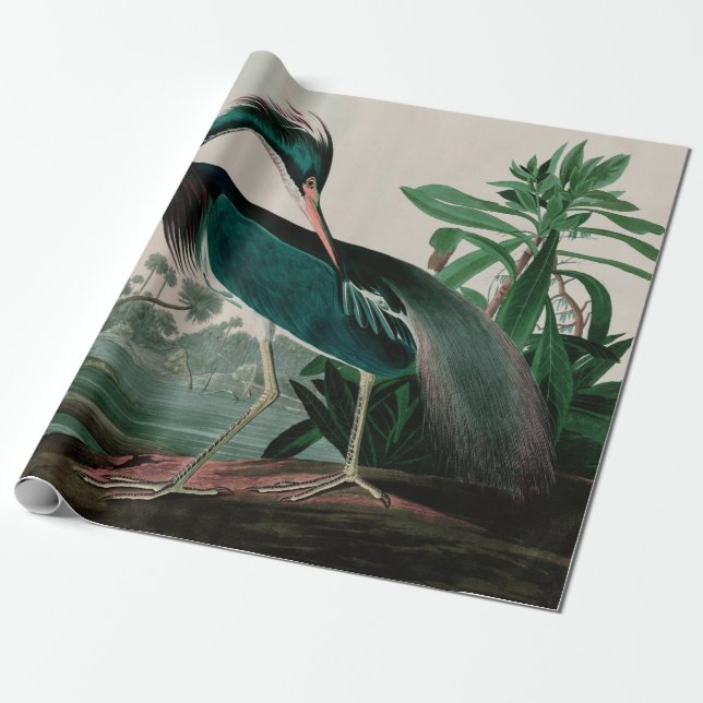Papier Cadeau Louisiana Heron Birds of America Audubon Imprimer (Déroulé)