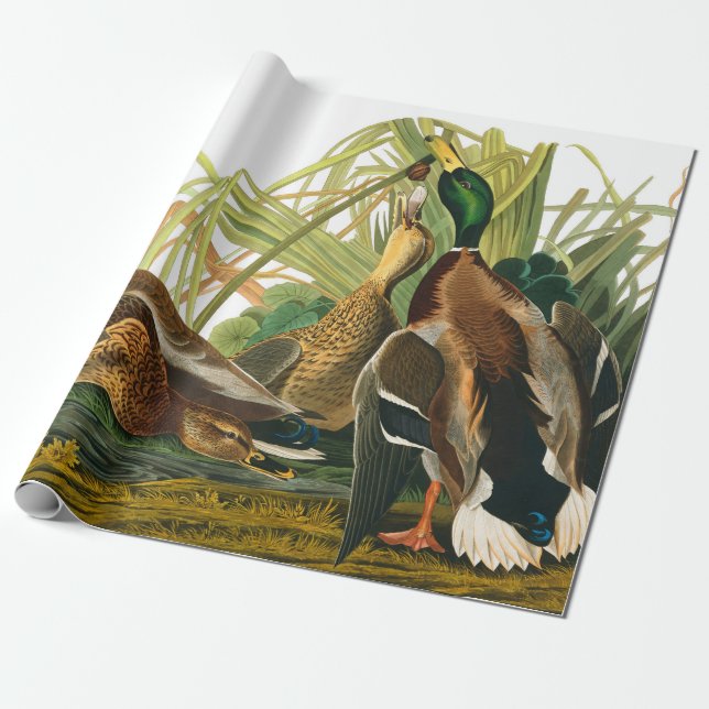 Papier Cadeau Mallard Duck par John James Audubon (Déroulé)