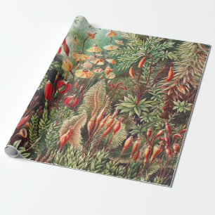 Papier Cadeau Mosses, Muscinae Laubmoose par Ernst Haeckel
