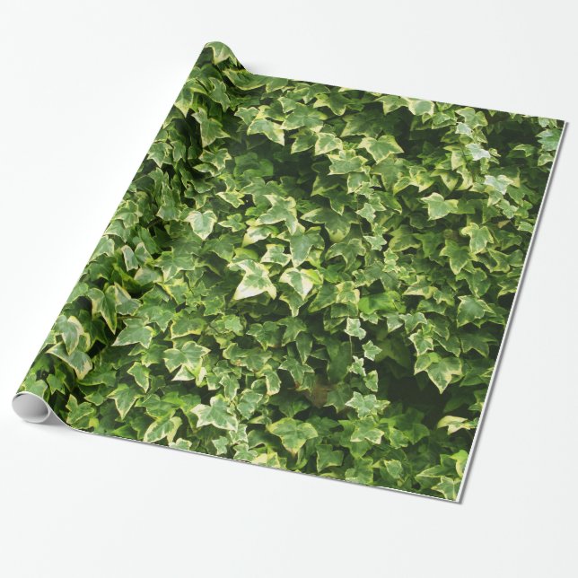 Papier Cadeau Mur de feuille de lierre (Déroulé)