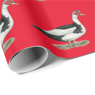 Papier Cadeau Muscovy Drake pie noir