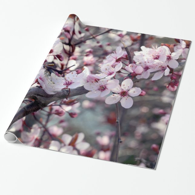 Papier Cadeau Nature de fleurs de cerisier florale (Déroulé)