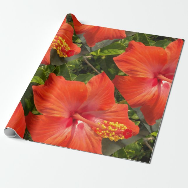 Papier Cadeau nature, hibiscus, fleur, été, floral, tropical (Déroulé)