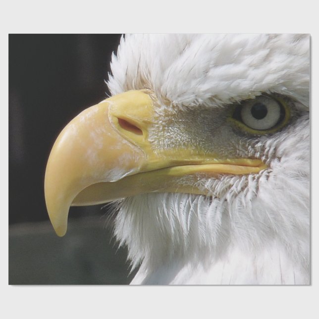 PAPIER CADEAU OISEAU D'AGLE (Plat)