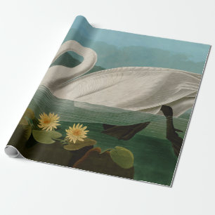 Papier Cadeau Oiseaux communs de cygne d'Amérique Audubon