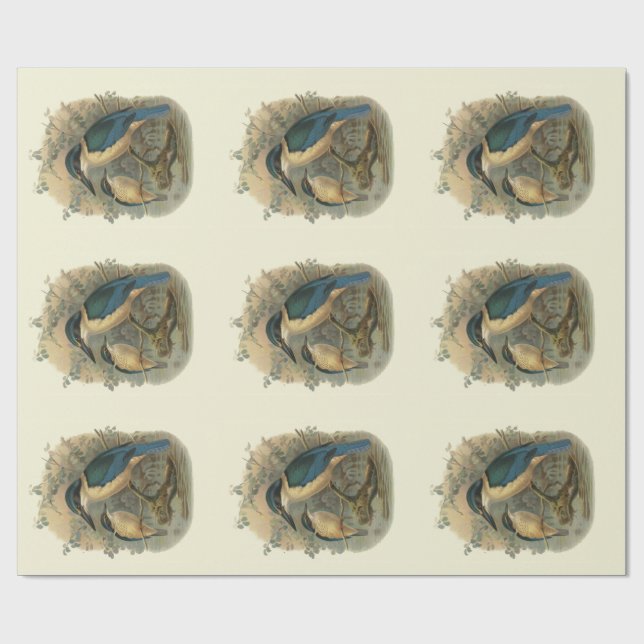 Papier Cadeau Oiseaux vintages de NZ de la Science - (Plat)