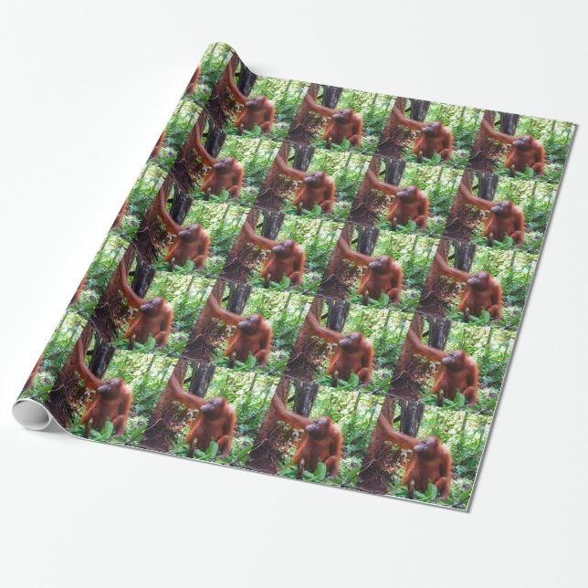 Papier Cadeau Orang-outan (Déroulé)