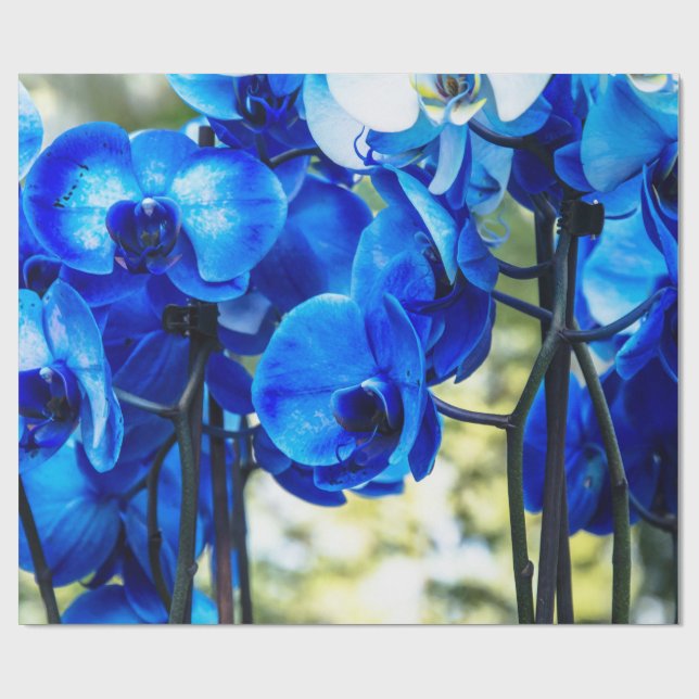 Papier Cadeau Orchidée bleue (Plat)
