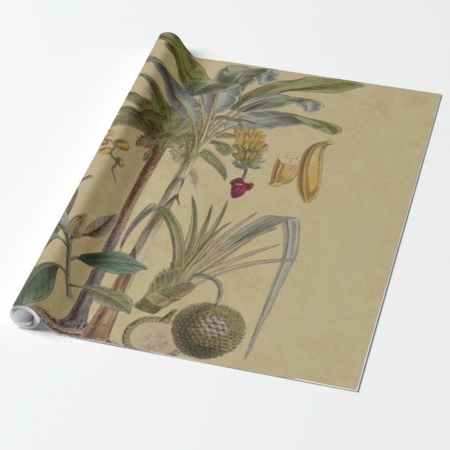 Papier Cadeau Palm Antique Fruit Tropical Art Botanique (Déroulé)