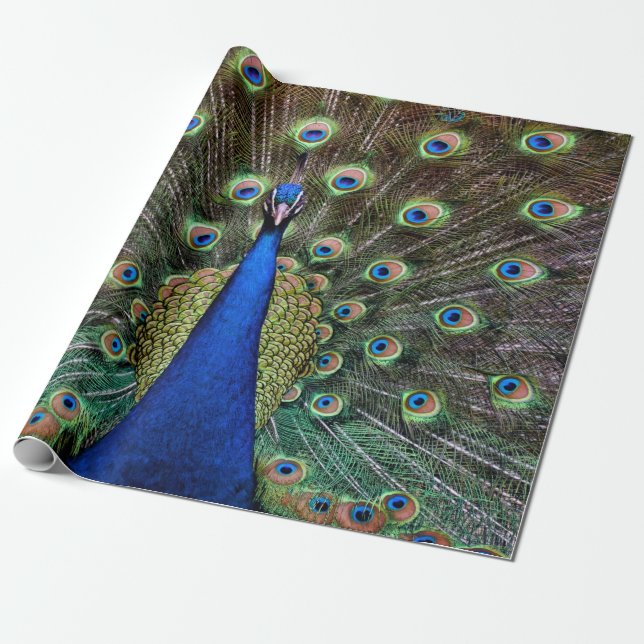 Papier Cadeau Paon (Déroulé)