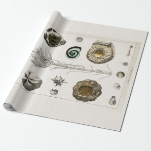 Papier Cadeau PAPIER CADEAU: GRAPHIQUE FOSSILE vintage : GOLDSMI