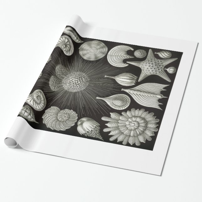 Papier Cadeau Papier d'emballage de coquilles d'Ernst Haeckel (Déroulé)