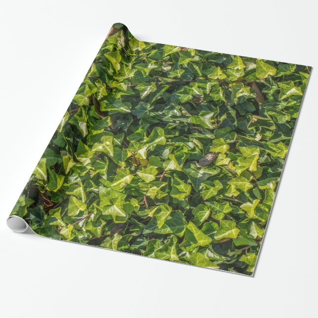 Papier Cadeau Papier d'emballage de lierre vert (Déroulé)