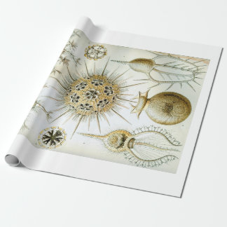 Papier Cadeau Papier d'emballage d'Ernst Haeckel Phaeodaria