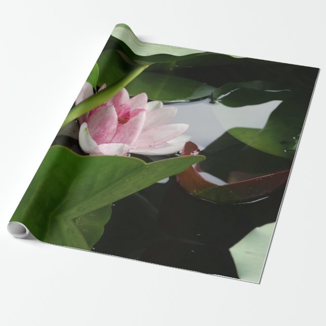 Papier Cadeau Papier d'enveloppement photo en Lotus rose (Déroulé)