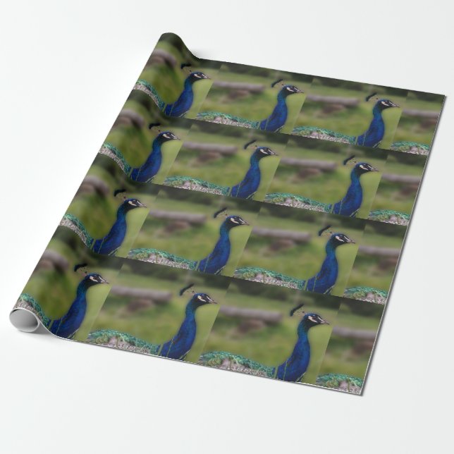 Papier Cadeau Papier Peacock Photo Matte Wrapper (Déroulé)