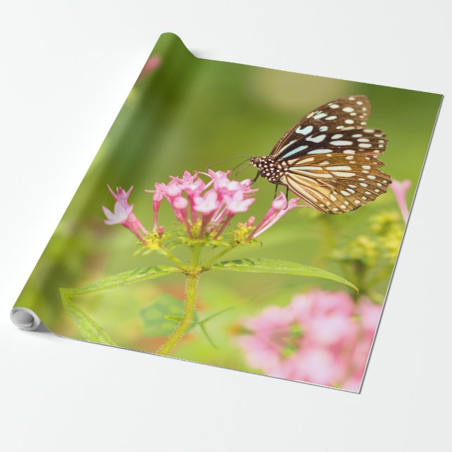 Papier Cadeau papillon (Déroulé)