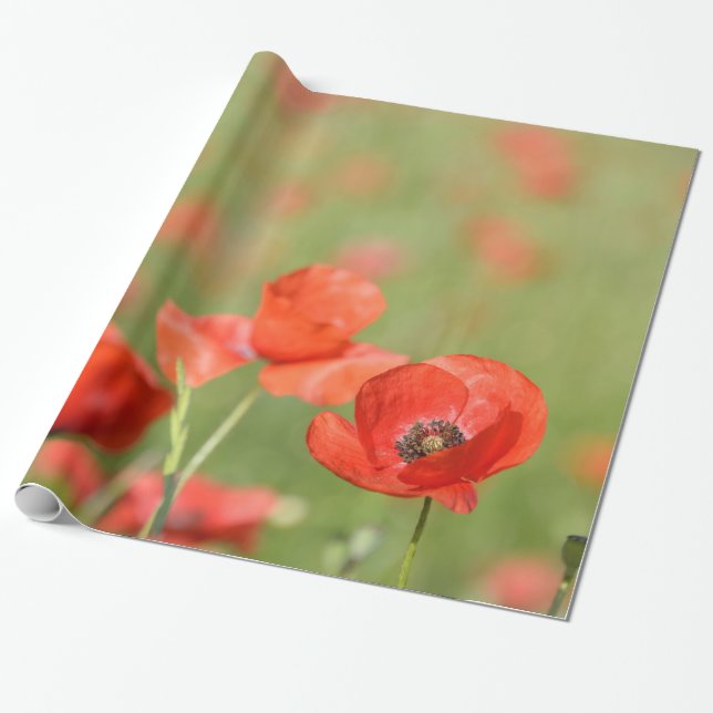 Papier Cadeau Pavots dans un papier d'emballage de champ de (Déroulé)