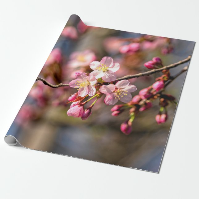 Papier Cadeau Peinture Naturelle Des Fleurs De Sakura En Fête Ve (Déroulé)