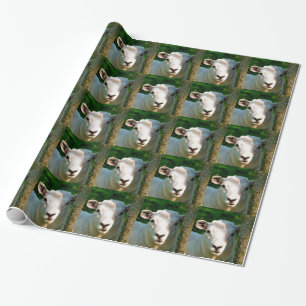 PAPIER CADEAU PETIT AGNEAU CUL