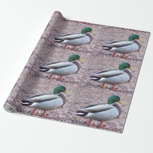 Papier Cadeau Photo Mallard Duck