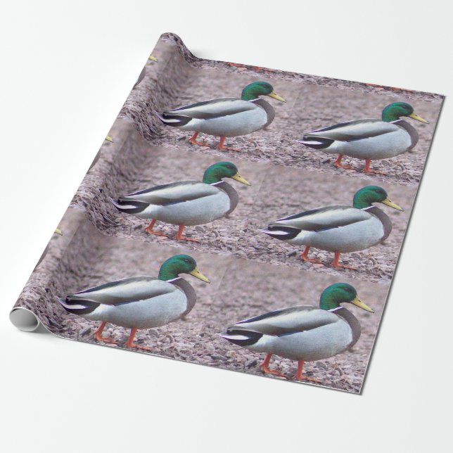 Papier Cadeau Photo Mallard Duck (Déroulé)