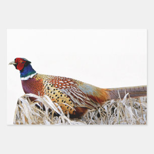 Papier cadeau photo Pheasant à cou à anneaux