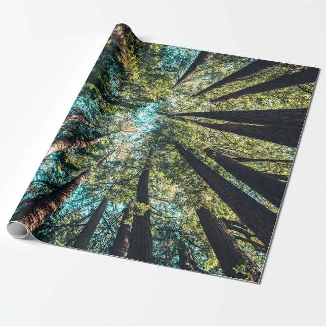 Papier Cadeau Photographie en angle bas des arbres en journée (Déroulé)
